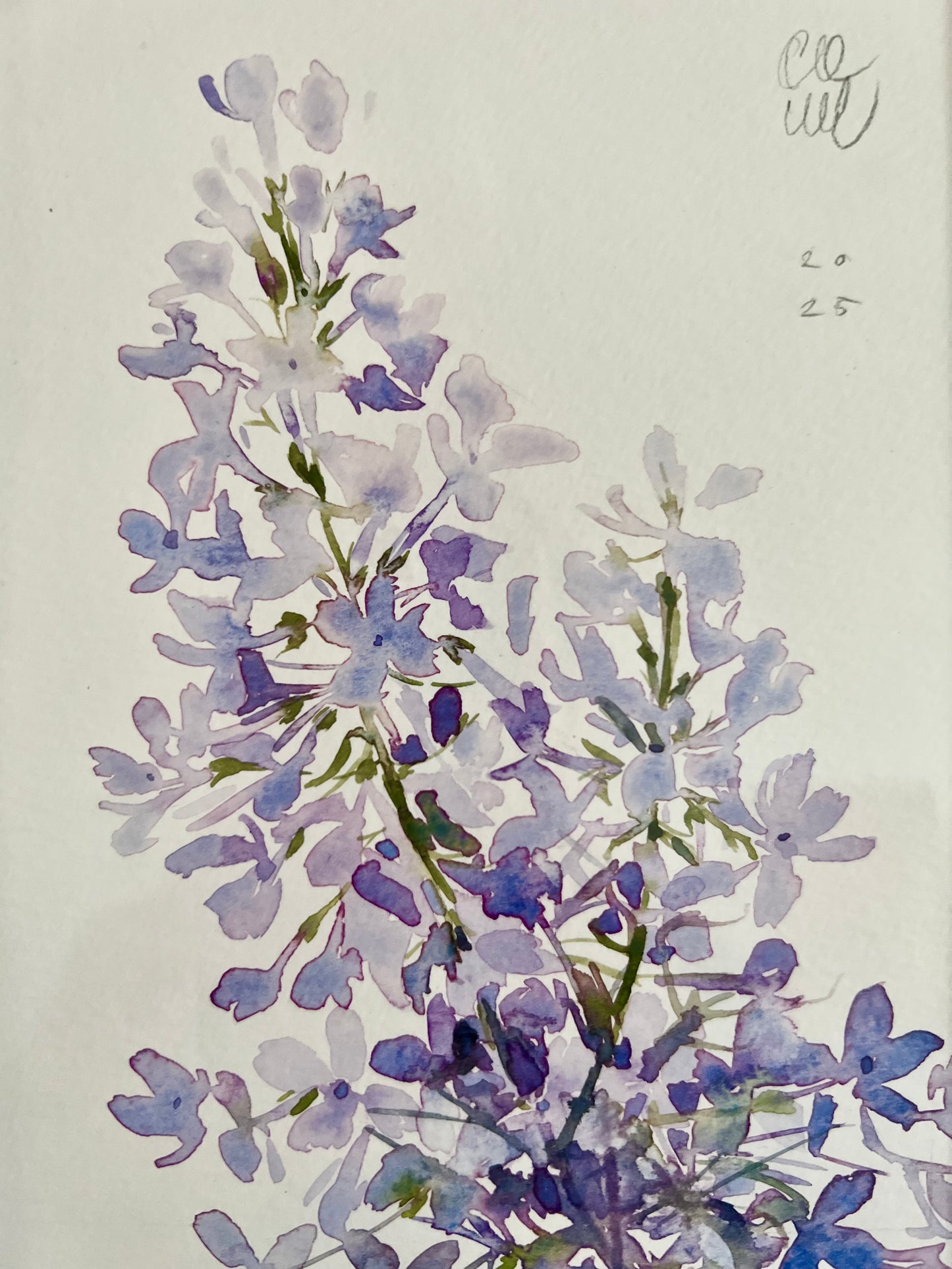 Common lilac