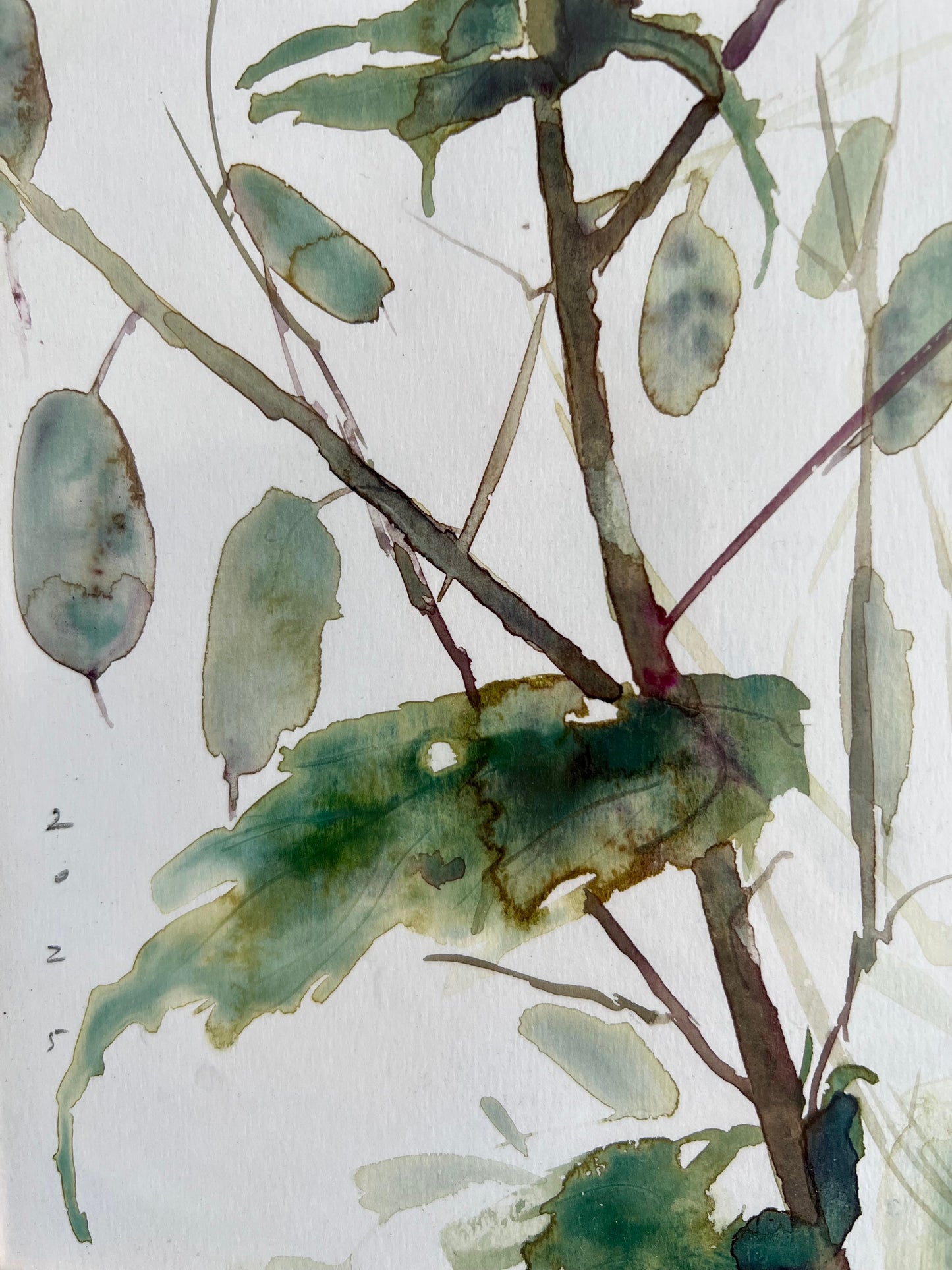 Lunaria’s structures