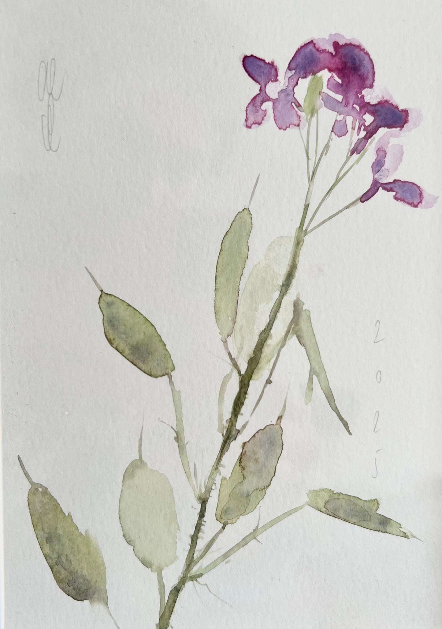Lunaria