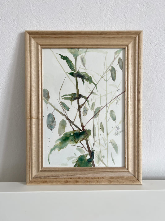 Lunaria’s structures