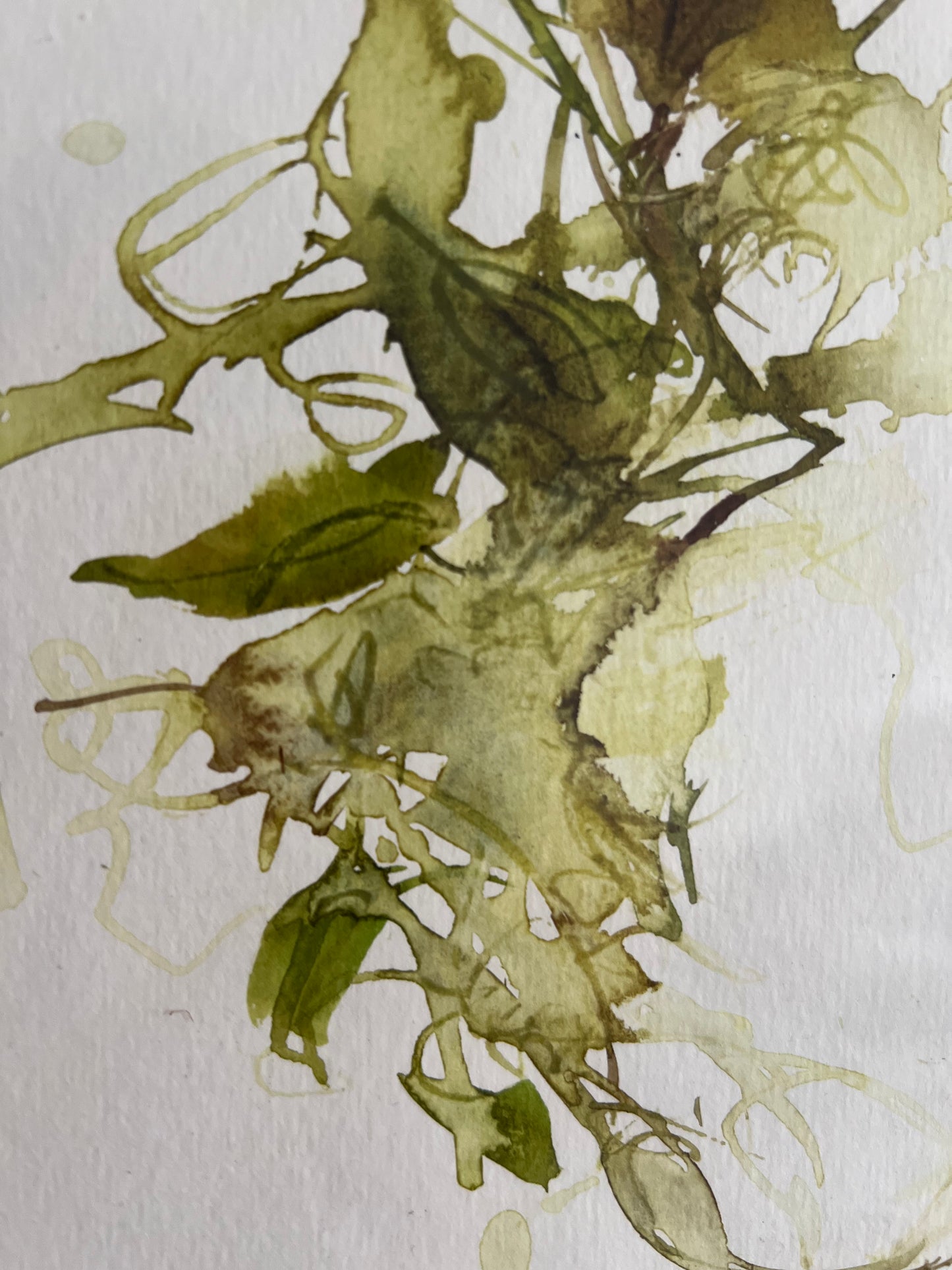 Heart-shaped vine of Corfu