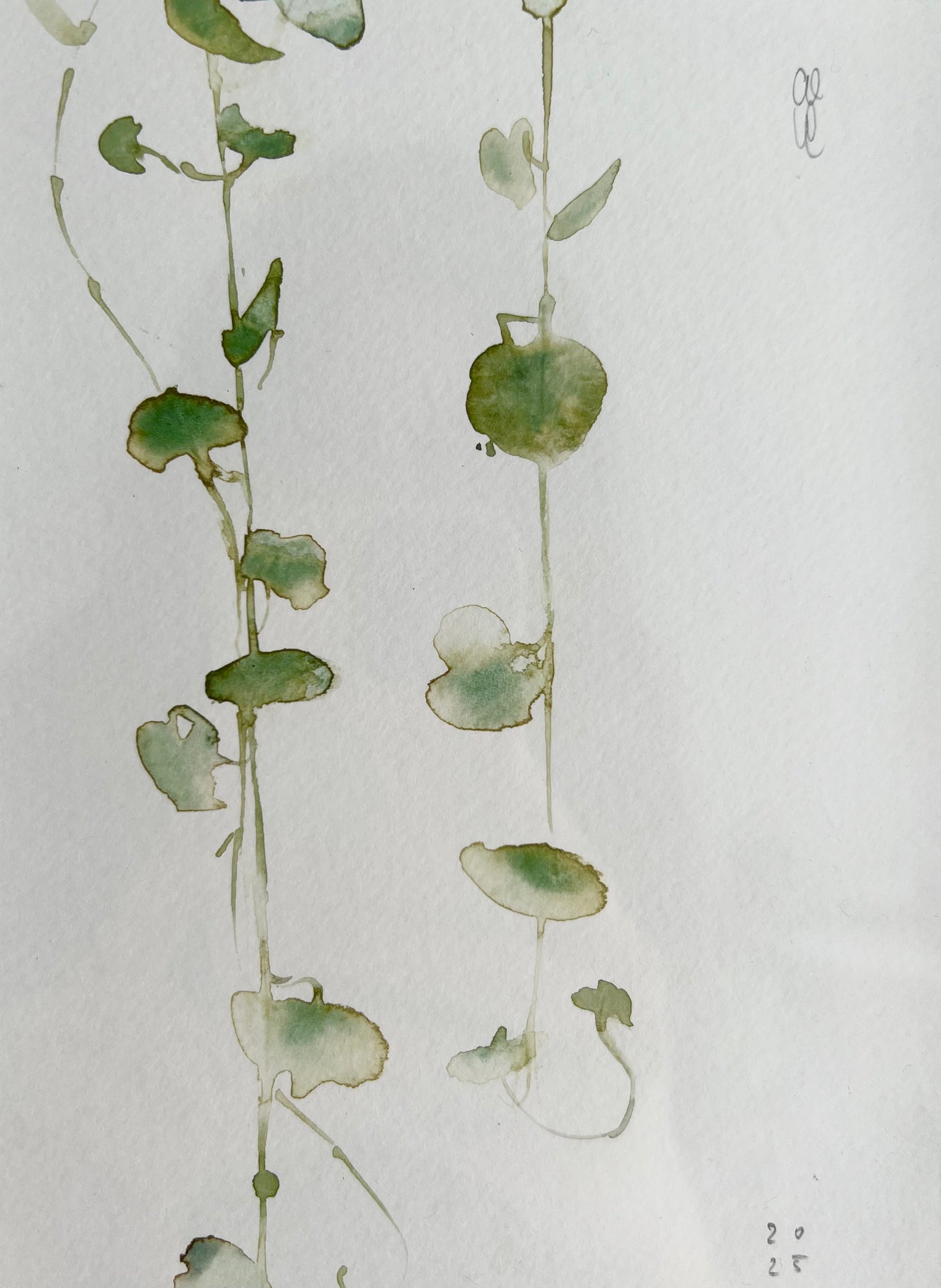 String of hearts (Cerpegia woodi)