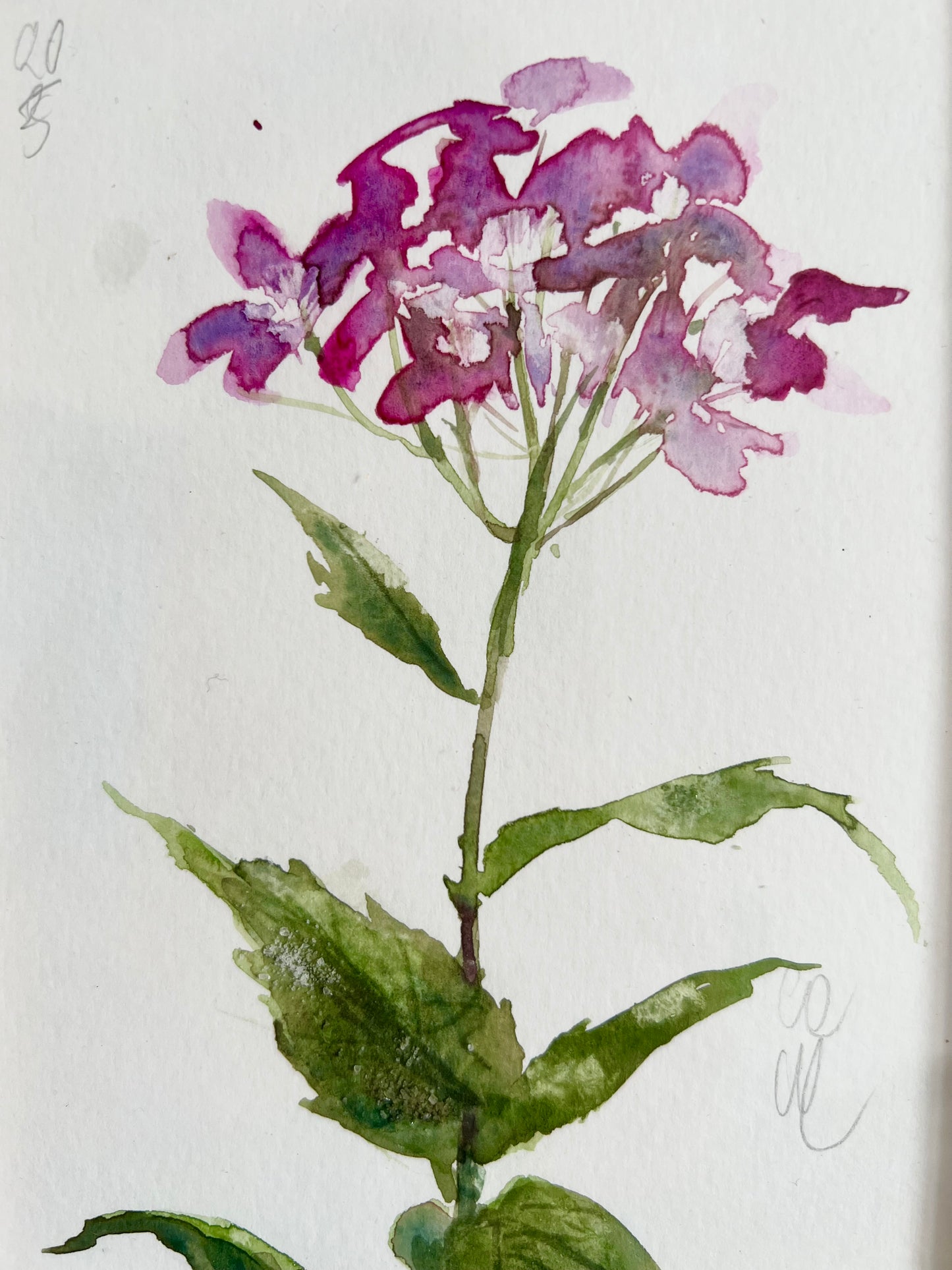 Lunaria’s blossom