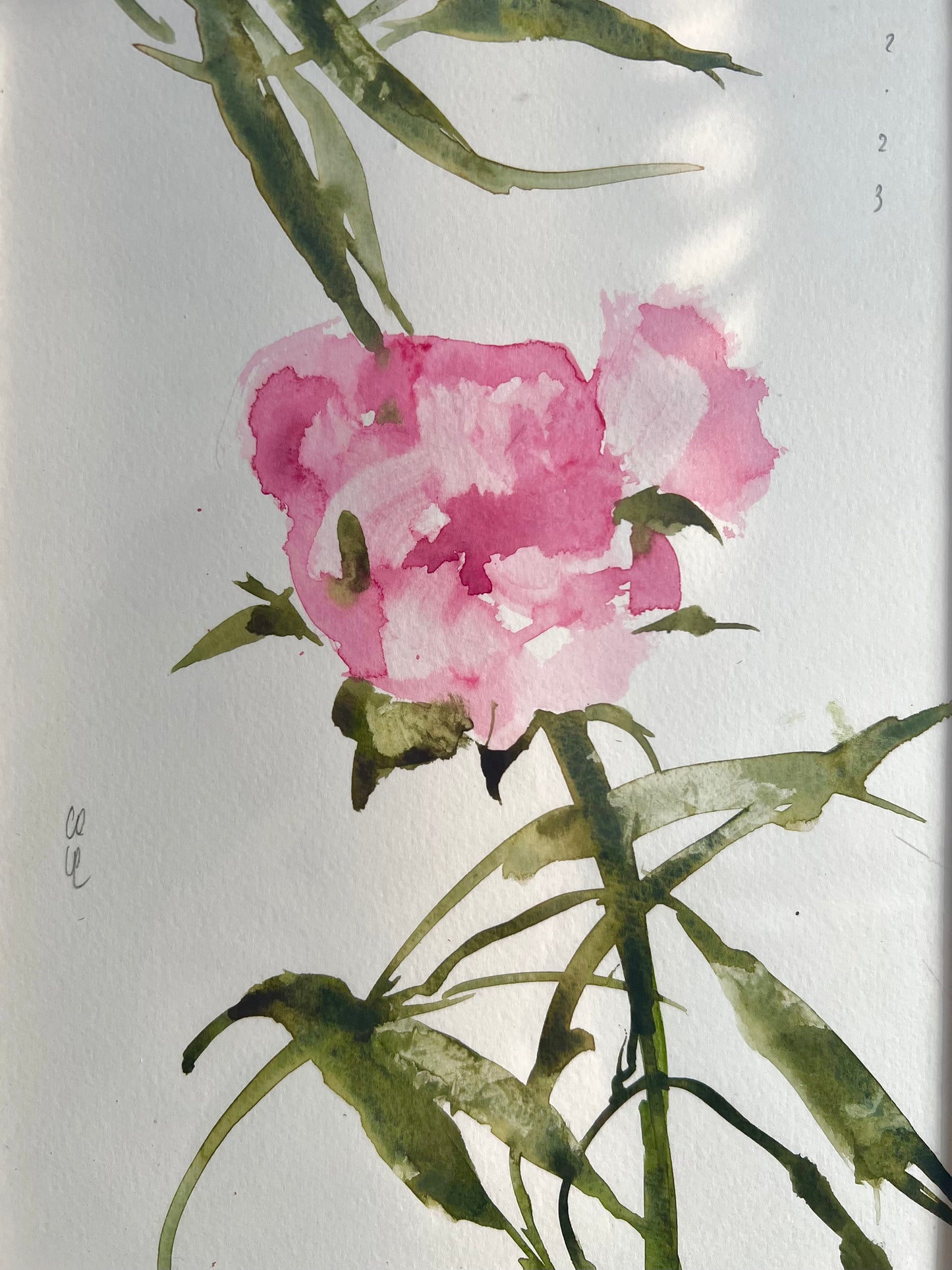 Peony