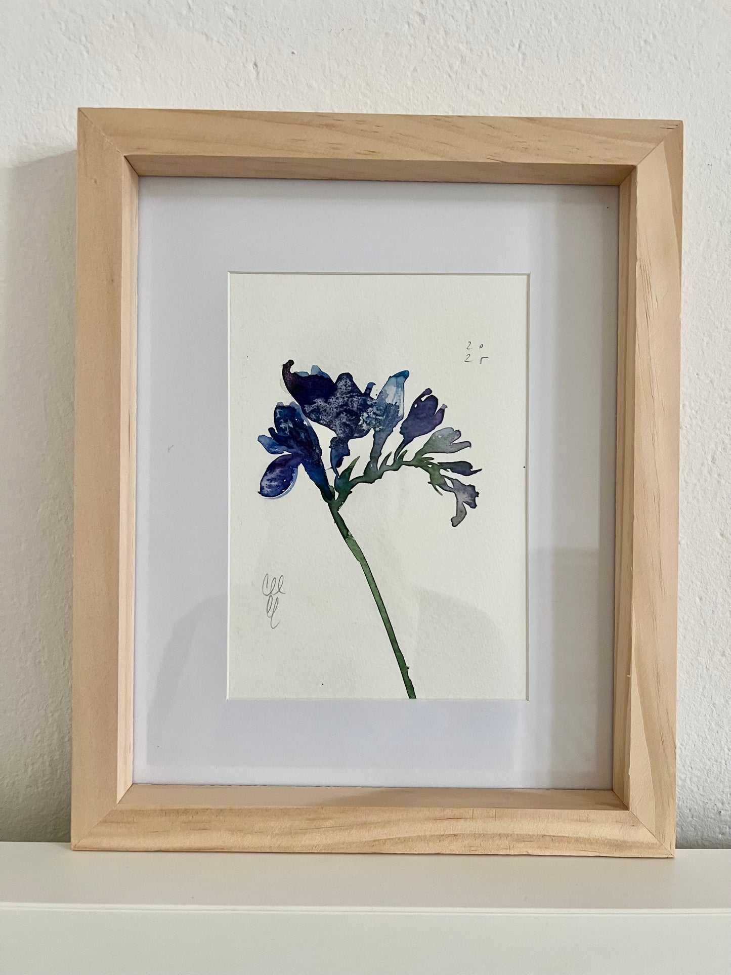 Blue freesia