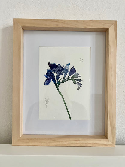 Blue freesia