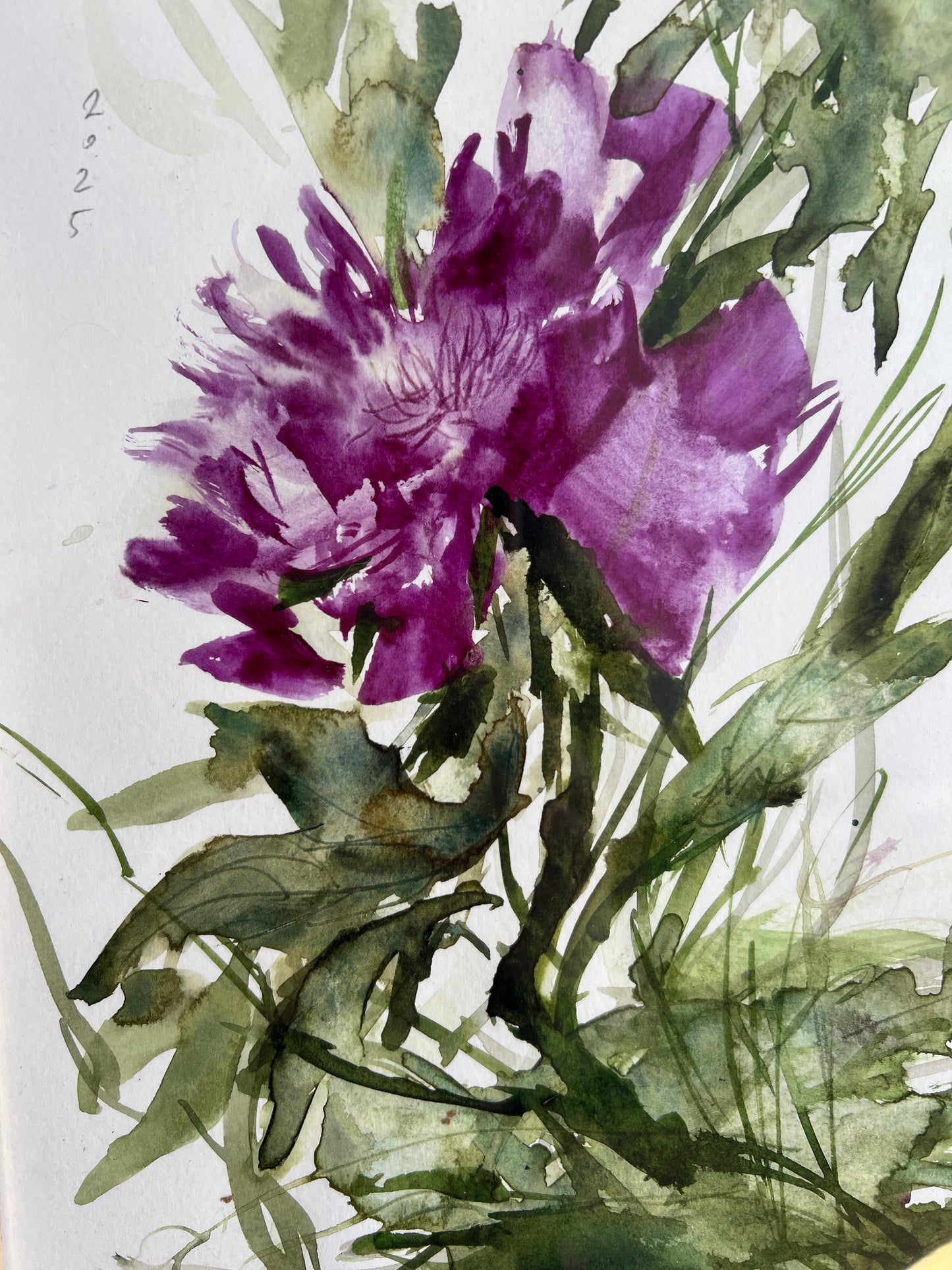 Purple peony