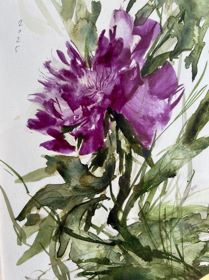 Purple peony