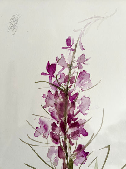 Fireweed