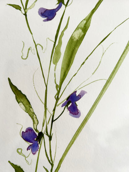 Purple sweet peas