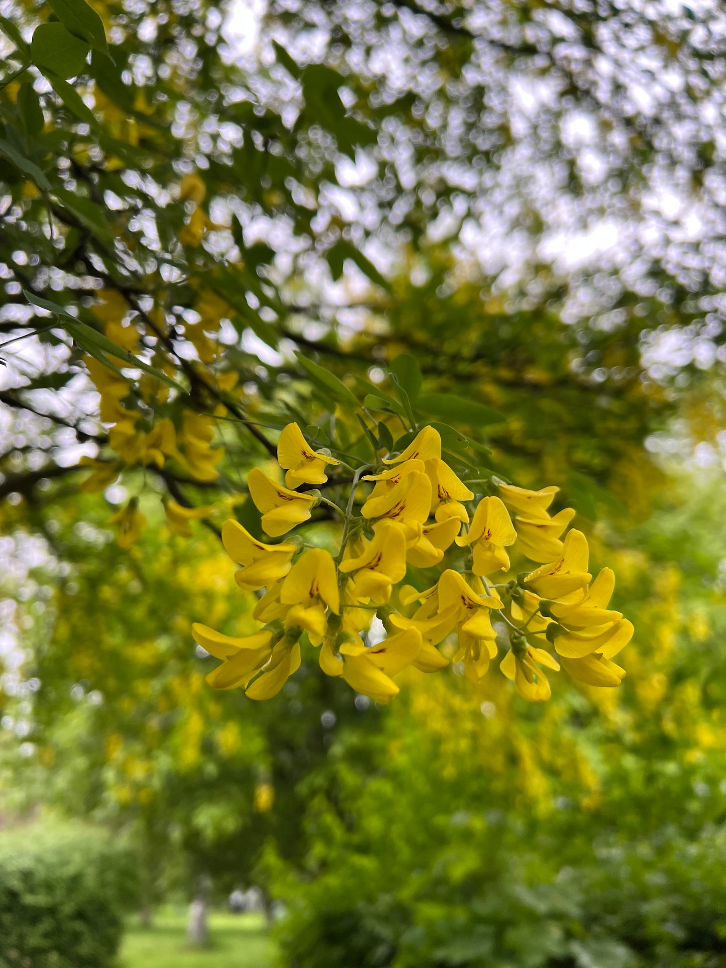 Caragana arborescens