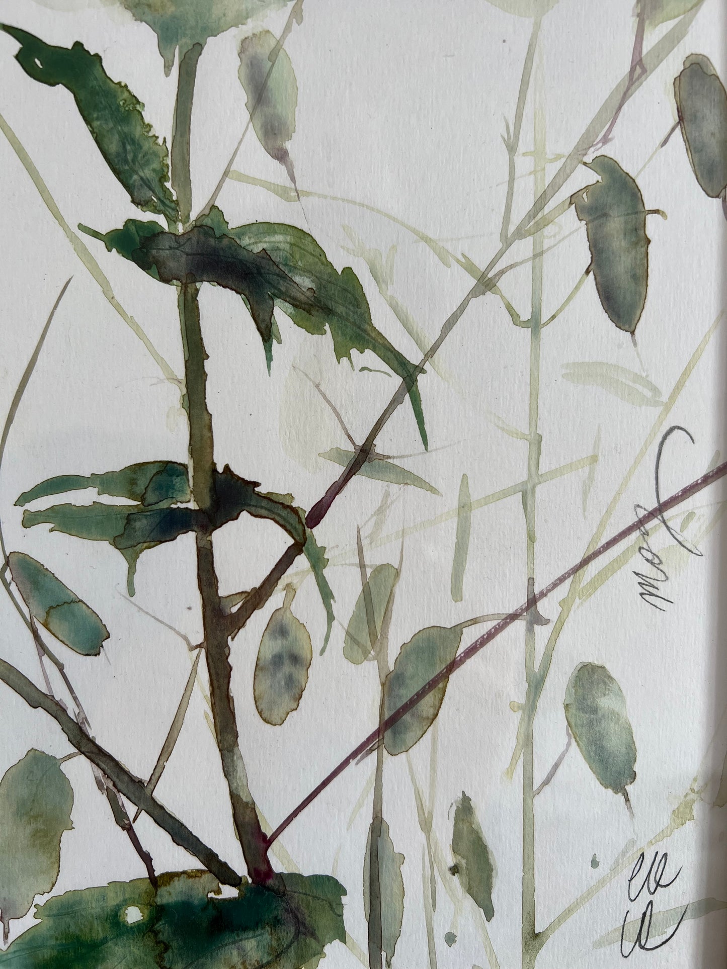 Lunaria’s structures