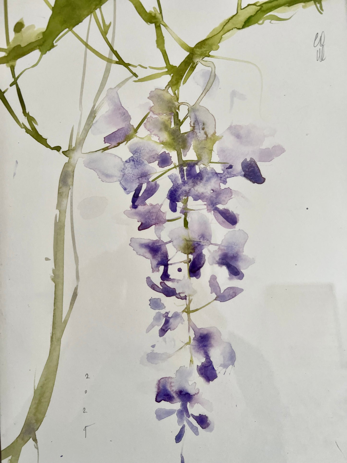 Visteria II