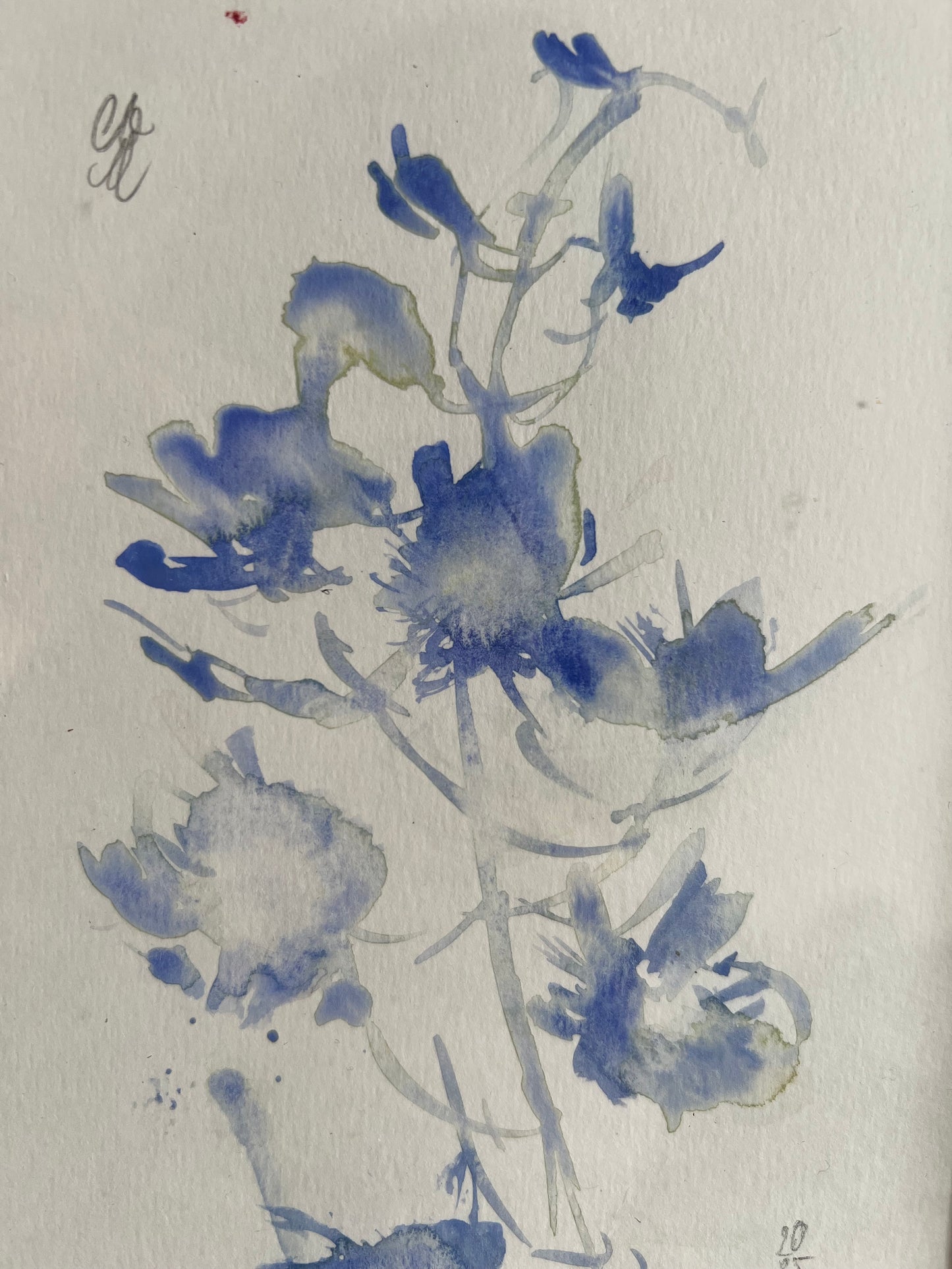 Dreamy delphinium