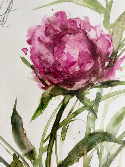 Intense peony
