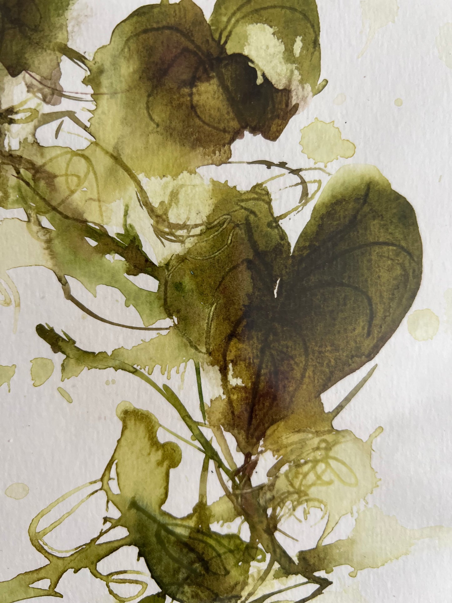 Heart-shaped vine of Corfu