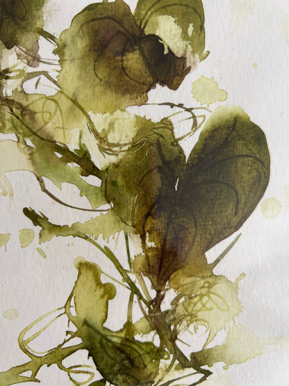 Heart-shaped vine of Corfu