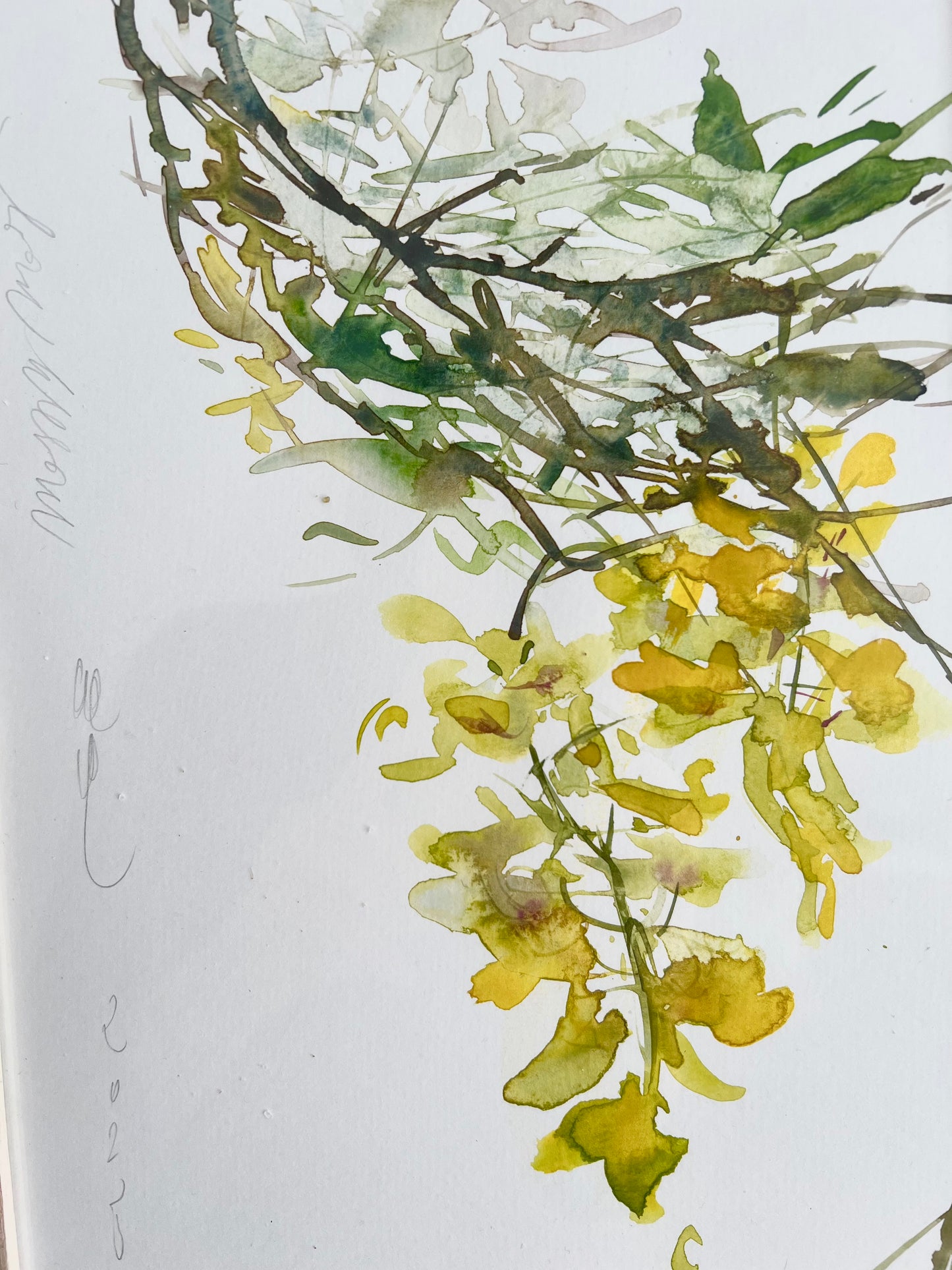 Caragana arborescens