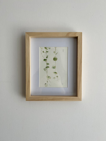 String of hearts (Cerpegia woodi)