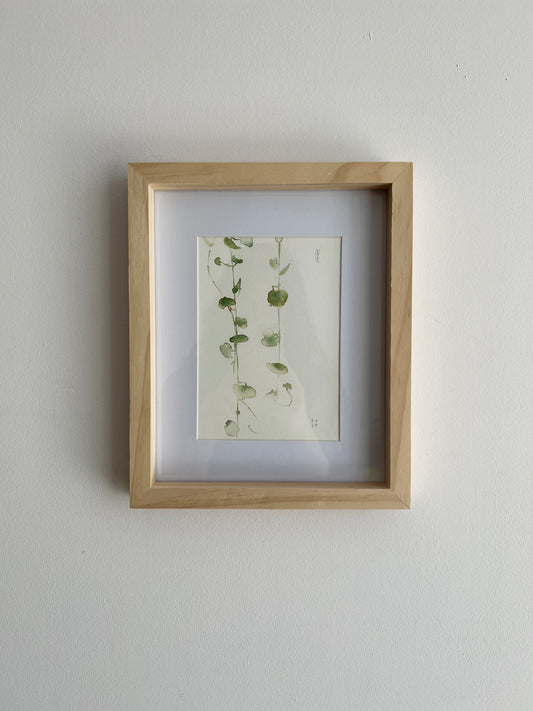 String of hearts (Cerpegia woodi)