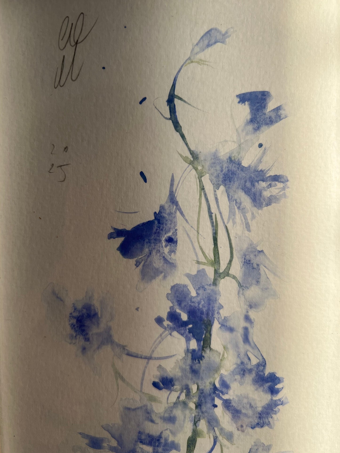 Messy delphinium