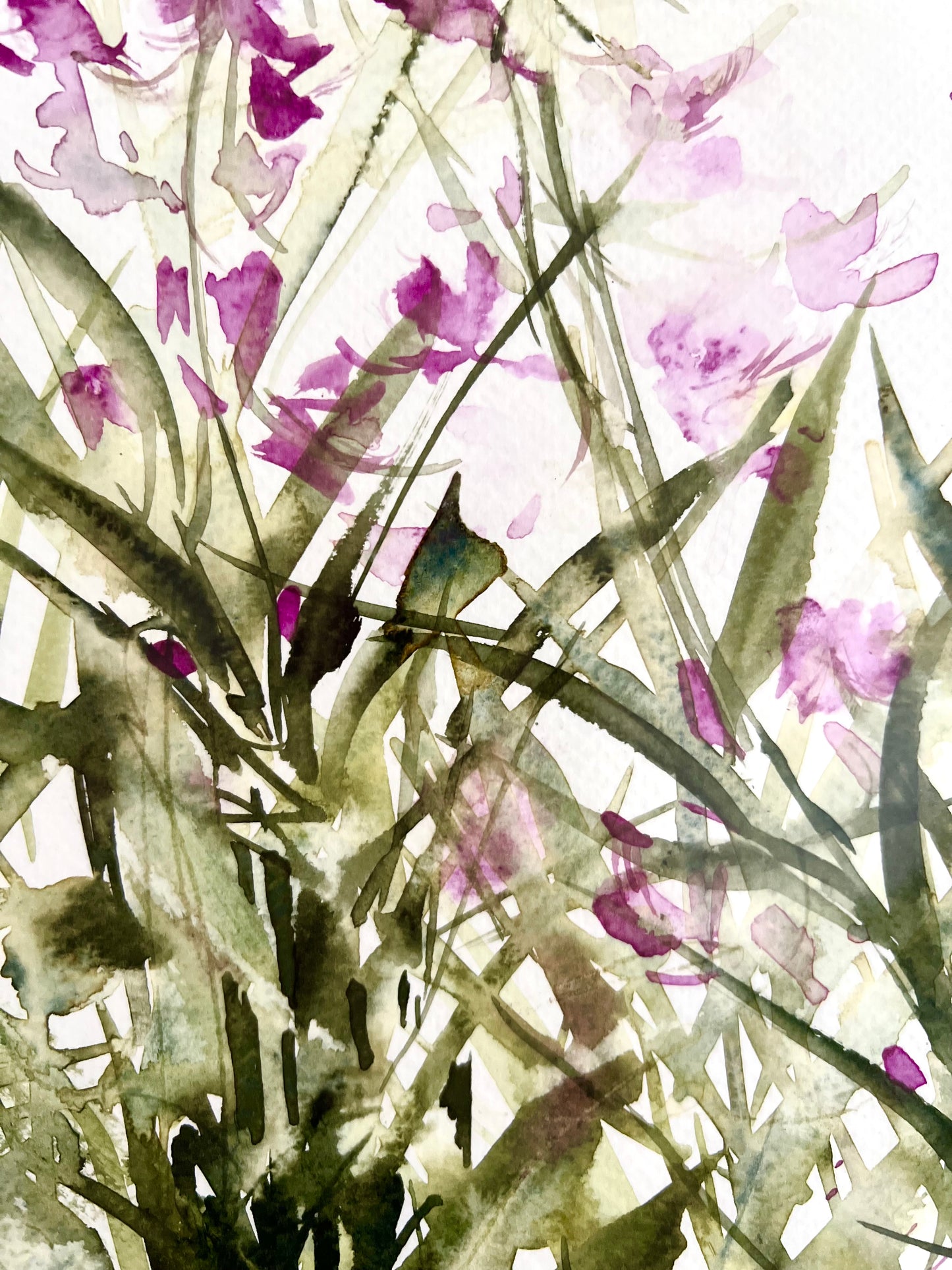 Fireweed meadow