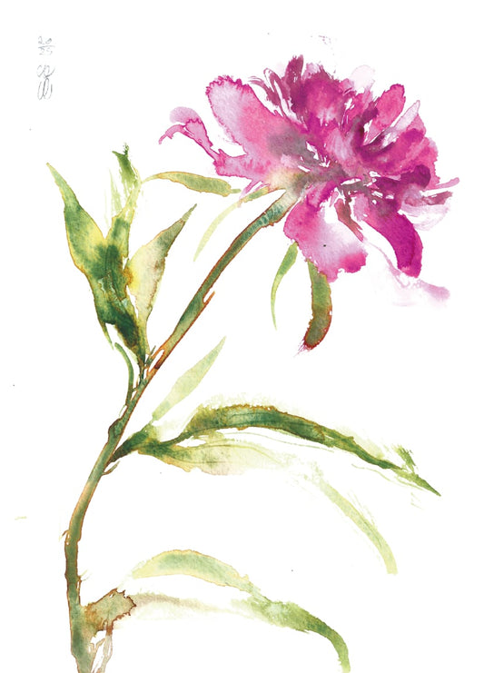 Peony postcard | A6 print