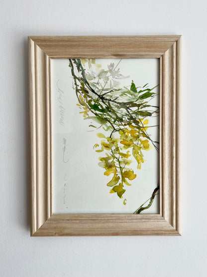 Caragana arborescens