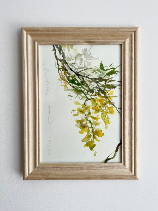 Caragana arborescens