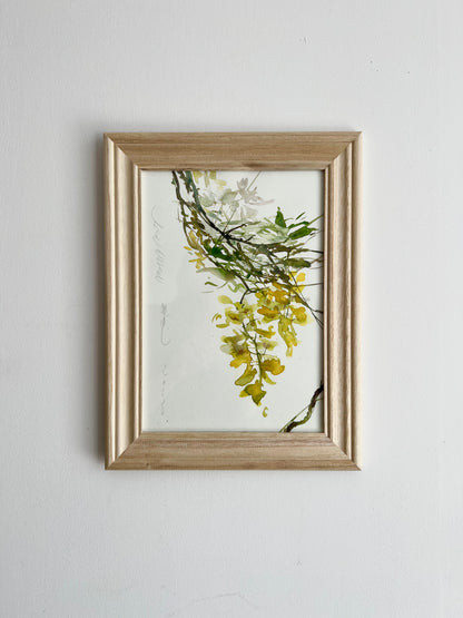 Caragana arborescens