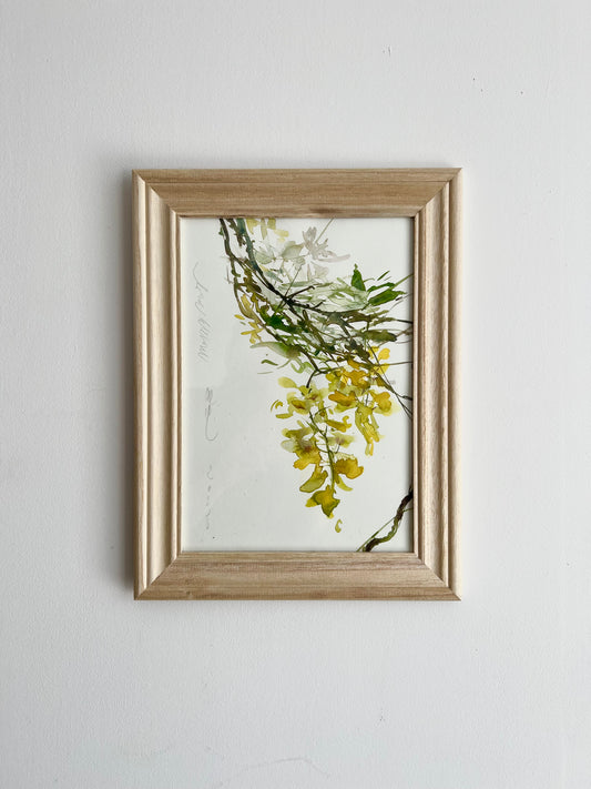 Caragana arborescens