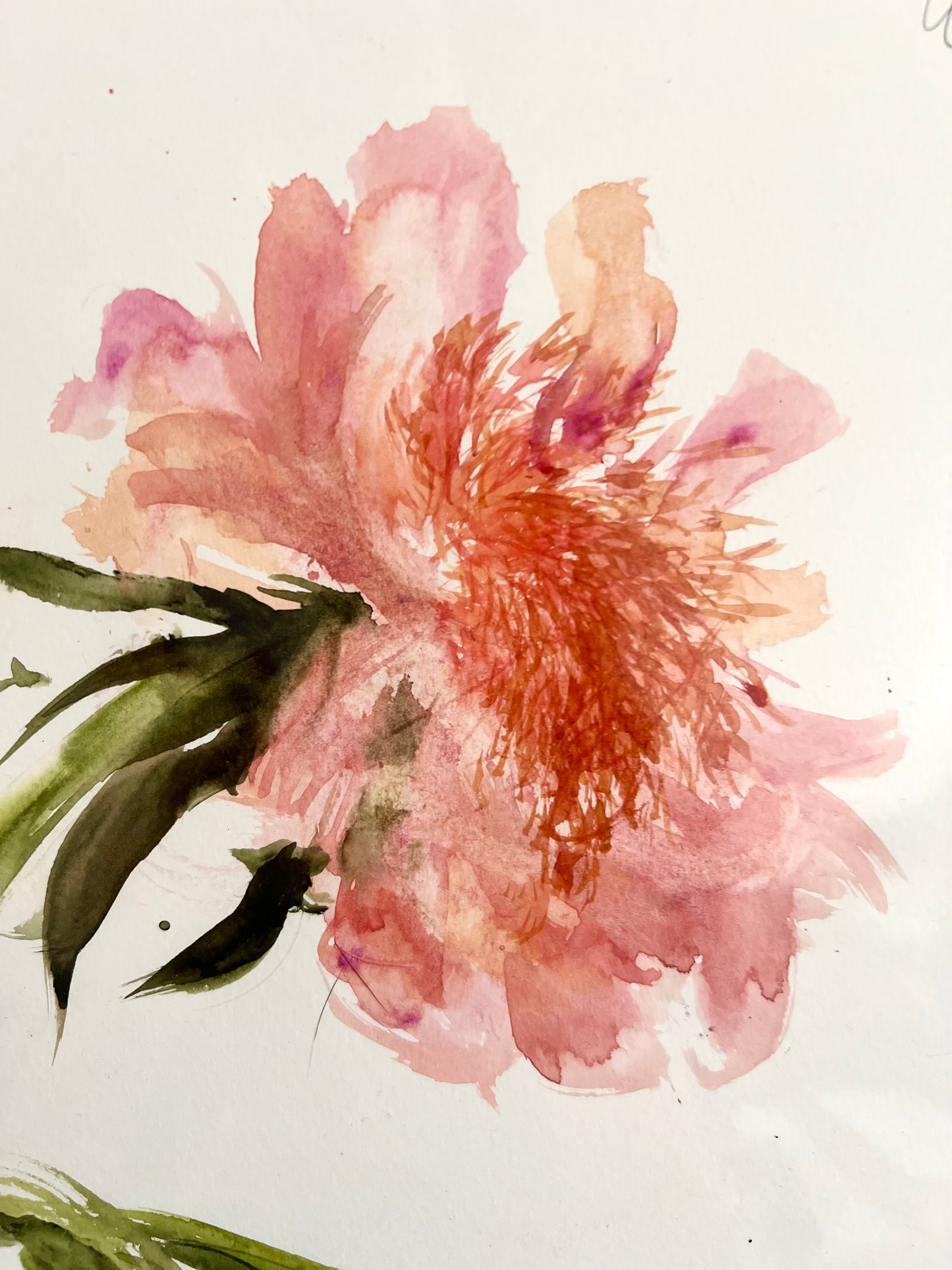 Peach peony III