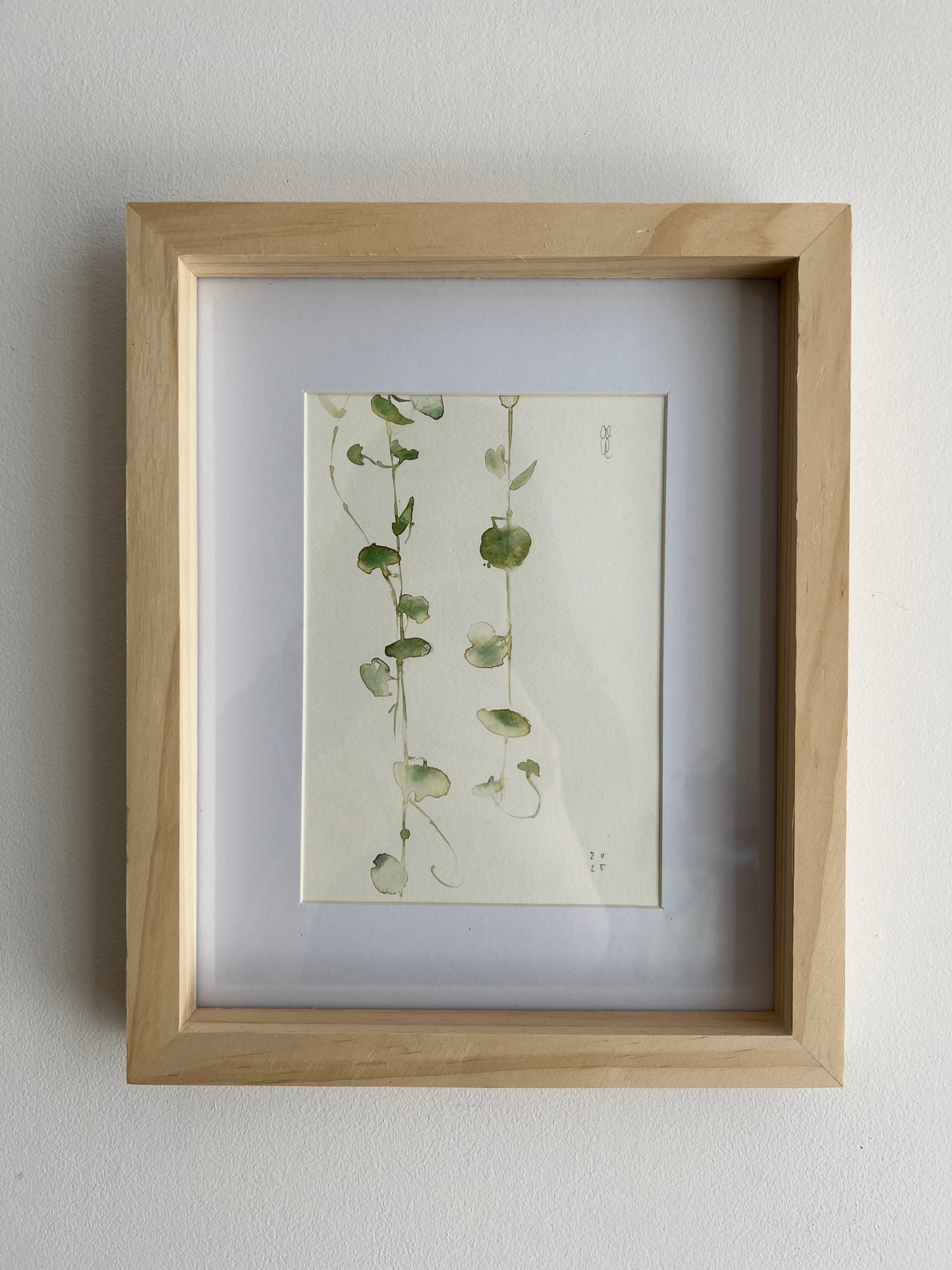 String of hearts (Cerpegia woodi)