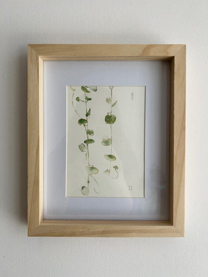 String of hearts (Cerpegia woodi)