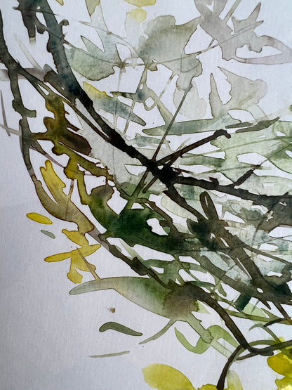 Caragana arborescens