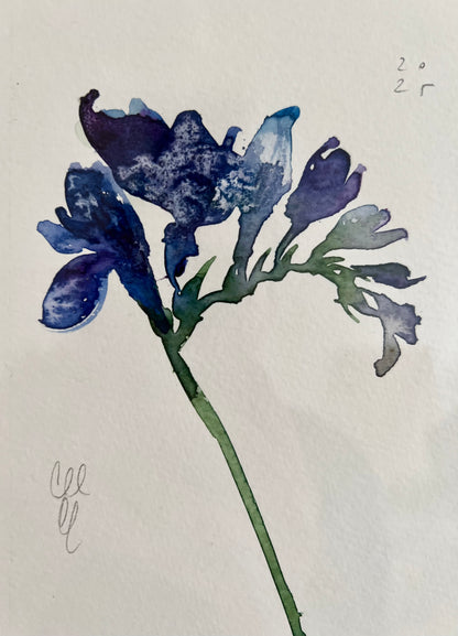 Blue freesia