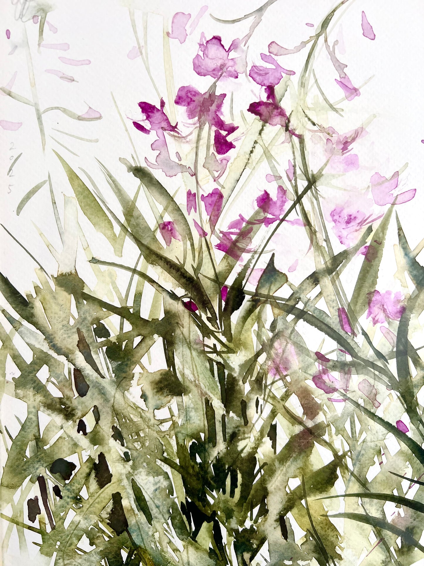Fireweed meadow