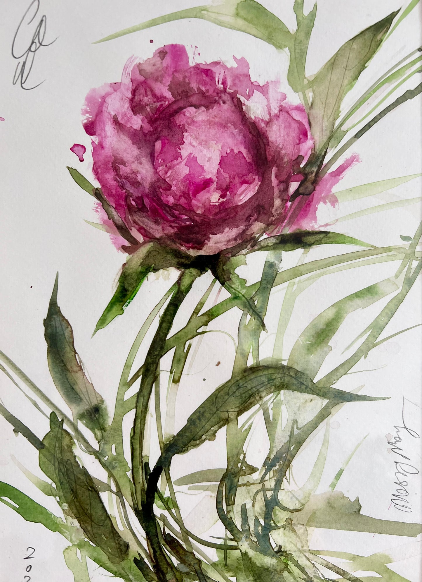 Intense peony