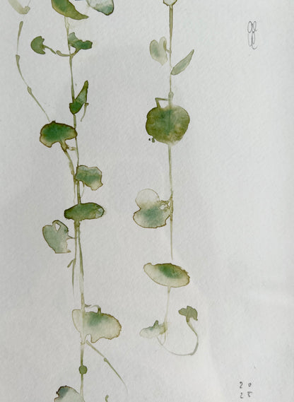 String of hearts (Cerpegia woodi)