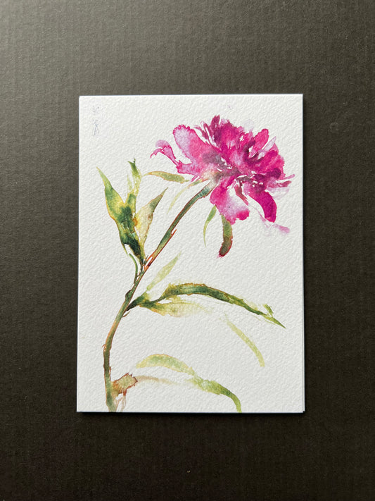 Peony postcard | A6 print
