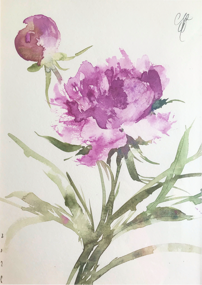 Garden Peony